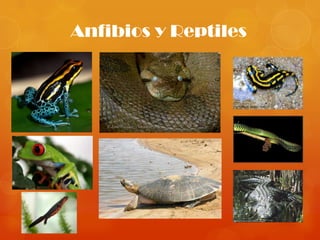 Anfibios y Reptiles
 