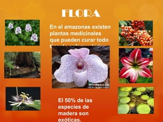 FLORA
En el amazonas existen
plantas medicinales
que pueden curar todo
tipo de enfermedades




   El 50% de las
   especies de
   madera son
   exóticas.
 
