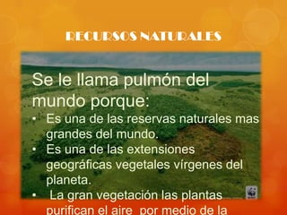 RECURSOS NATURALES


Se le llama pulmón del
mundo porque:
• Es una de las reservas naturales mas
  grandes del mundo.
• Es una de las extensiones
  geográficas vegetales vírgenes del
  planeta.
• La gran vegetación las plantas
  purifican el aire por medio de la
 