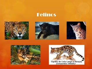 Felinos
 