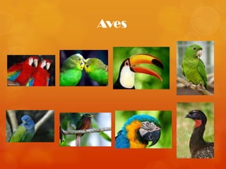 Aves
 