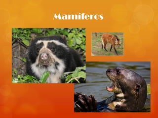 Mamíferos
 