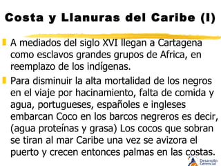 Costa y Llanuras del Caribe (I) Comen los cogollos y raíces que rechaza el español. Descubren los frutos de los cuales pueden extraer aceite Con frecuencia huyen de la sin piedad del blanco y fundan poblaciones en zonas selváticas “Palenques” en donde siembran papaya, piña, aguacate, arroz secano, yuca, reconstruyen su música y retornan a sus costumbres 