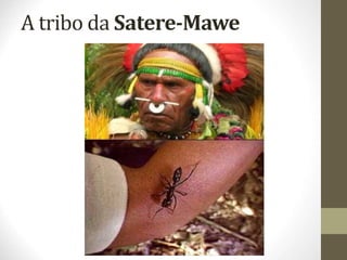 A tribo da Satere-Mawe
 