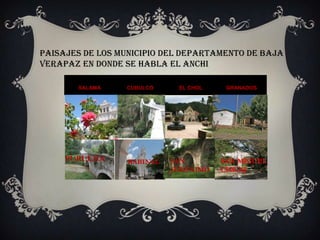 GASTRONOMÍABebidas: Las bebidas principales en el menú achí, son: atol blanco, tres cocimientos, shuco, atol de arroz y arroz con leche. Las tres primeras se elaboran a base de maíz, el atol blanco y tres cocimientos se pueden realizar con el maíz blanco o amarillo, en tanto que el shuco se hace con maíz negro, al atol de arroz se le agrega panela de dulce más esencia de atol blanco, al arroz con leche se le agrega arroz y leche de vaca o en polvoComidas: Los dos platillos más destacados son el pinol y el bochbol (o boschbol). La primera es hecha con maíz tostado, luego se muele, se agregan otros condimentos y la carne usada es el chompipe o pavo. En la elaboración del bochbol, se utilizan hojas de ayotetierno, masa de maíz, pepita de ayote tostada (que luego es molida) y tomate.