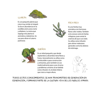 LLARETA
Es una pequeña planta que
crece muy similar al césped.
Se da en abundancia en la
cordillera de la zona norte
y altiplano. La resina que
segrega esta planta es
aromática y balsámica. Se
usa para aliviar el catarro
pulmonar.
QUEÑOA
Es un árbol pequeño, que desde
septiembre a diciembre tiene flores y
frutos. Generalmente se utiliza como
combustible o para construcción
y artesanías, pero también se usa
medicinalmente para curar el asma
y problemas urinarios al ser bebida
como infusión. Es el árbol chileno
que crece a mayor altura.
RICA RICA
Es una hierba muy
aromática con hermosas
flores color violeta. También
se la conoce como la hierba
milagrosa, pues existe la
creencia de que cura todo.
Se utiliza como infusión
para aliviar malestares
generales como los dolores
de estómago.
TODOS ESTOS CONOCIMIENTOS SE HAN TRANSMITIDO DE GENERACIÓN EN
GENERACIÓN, FORMANDO PARTE DE LA CULTURA VIVA DE LOS PUEBLOS AYMARA.
 