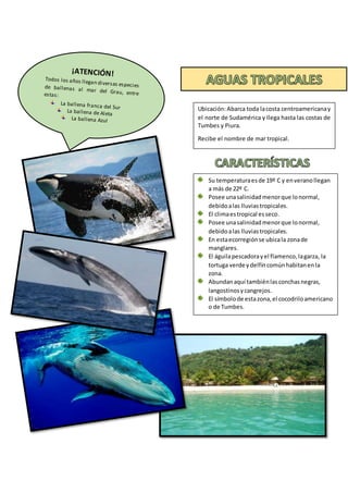 Ubicación:Abarca toda lacosta centroamericanay
el norte de Sudamérica y llega hasta las costas de
Tumbes y Piura.
Recibe el nombre de mar tropical.
Su temperaturaesde 19º C y enveranollegan
a más de 22º C.
Posee unasalinidadmenorque lonormal,
debidoalas lluviastropicales.
El climaestropical esseco.
Posee unasalinidadmenorque lonormal,
debidoalas lluviastropicales.
En estaecorregiónse ubicala zonade
manglares.
El águilapescadorayel flamenco,lagarza, la
tortuga verde ydelfíncomúnhabitanenla
zona.
Abundanaquí tambiénlasconchasnegras,
langostinosycangrejos.
El símbolode estazona,el cocodriloamericano
o de Tumbes.
 