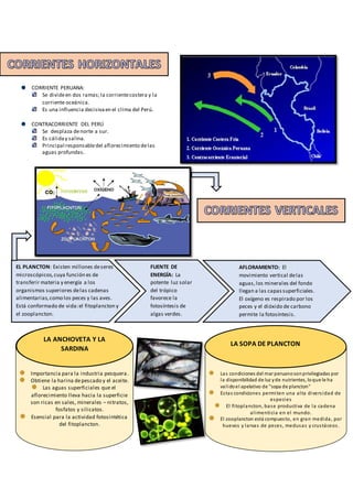 Importancia para la industria pesquera.
Obtiene la harina depescado y el aceite.
Las aguas superficiales que el
aflorecimiento lleva hacia la superficie
son ricas en sales, minerales – nitratos,
fosfatos y silicatos.
Esencial para la actividad fotosintética
del fitoplancton.
CORRIENTE PERUANA:
Se divideen dos ramas;la corrientecostera y la
corriente oceánica.
Es una influencia decisivaen el clima del Perú.
CONTRACORRIENTE DEL PERÚ
Se desplaza denorte a sur.
Es cáliday salina.
Principal responsabledel aflorecimiento delas
aguas profundas.
EL PLANCTON: Existen millones deseres
microscópicos,cuya función es de
transferir materia y energía a los
organismos superiores delas cadenas
alimentarias,como los peces y las aves.
Está conformado de vida:el fitoplancton y
el zooplancton.
FUENTE DE
ENERGÍA: La
potente luz solar
del trópico
favorece la
fotosíntesis de
algas verdes.
AFLORAMIENTO: El
movimiento vertical delas
aguas,los minerales del fondo
llegan a las capassuperficiales.
El oxígeno es respirado por los
peces y el dióxido de carbono
permite la fotosíntesis.
LA ANCHOVETA Y LA
SARDINA
Las condiciones del mar peruanosonprivilegiadas por
la disponibilidad de luz yde nutrientes, loque le ha
validoel apelativo de "sopa de plancton"
Estas condiciones permiten una alta diversidad de
especies
El fitoplancton, base productiva de la cadena
alimenticia en el mundo.
El zooplancton está compuesto, en gran medida, por
huevos y larvas de peces, medusas y crustáceos.
LA SOPA DE PLANCTON
 