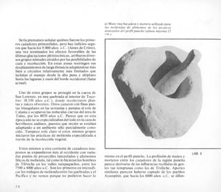 Seriaprematuroseiialarquitnes fueron 10sprime-
ros cazadores primordiales, pero hay indicios segu-
ros que hacia 10s9.000 aiios a.C. (Antes de Cristo),
una vez terminados 10s efectos favorables de las
ultimas glaciacionespleistocenicas,arribarondiver-
sos grupos nomades atraidosporlas posibilidades de
caza y recoleccion. En estas zonas restringen sus
desplazamientos delarga distanciaadapthndose mis
bien a circuitos relativamente mas limitados que
incluian el manejo desde la alta puna y altiplano
hasta las lagunas y oasis del borde occidental (Salar
actual).
Uno de estos grupos se protegi6 en la cueva de
San Lorenzo, en una quebrada a1 interior de Toco-
nao (8.330 afios a.C.), donde recolectaron plan-
tas y raices silvestres. Otros cazaron con finas pun-
tas triangulares en las serranias y pampas a1este de
Calamay ocuparon las reducidas cuevas del ire, de
Tuina, por 10s 8870 aiios a.C. Parece que en esta
Cpocaaun no seespecializabandeltodoen lacazade
herviboros andinos, puestos que recien se estaban
adaptando a un ambiente solo parcialmente cono-
cido. Tampoco est5 claro si estos misrnos grupos
iniciaron las pricticas de molienda especializada a
traves de la recoleccion vegetal.
Estos mismos u otra corriente de cazadores tem-
pranos se expandieron rnis a1 occidente con varia-
das puntas de proyectiles lanceoladas y elementos
liticos de molienda, tal comolo hicieran 10shombres
de Tiliviche en 10s valles tarapaqueiios, entre 10s
7500 a 4000 aiios a.C. Son 10sprirneros en intensifi-
car 10s trabajos de moliendaentre las quebradas y el
Pacific0 y no vemos porque no pudieron hacer lo
a ) Mano machucadora y mortero utilizado para
las moliendas de alimentos de 10s arcaicos
avantados del perfilpunetio (altura ma'xima 15
em.).
LAM. 8
mismo en el perfid puneiio. La profusion de manos y
morteros entre 10s cazadores de la region puneiia
parece derivarse de las influencias recibidasde gen-
tes tan tempranas como 10s de Tiviliche. Aportes
similares parecen haberse captado de 10s pueblos
Ayampitin, que hacia 10s 6000 aiios a.C. se difun-
14
 