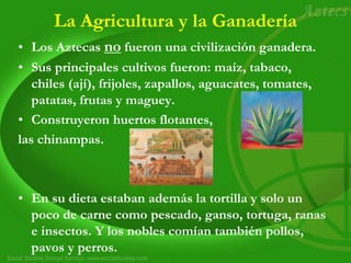 La Agricultura y la Ganadería
• Los Aztecas no fueron una civilización ganadera.
• Sus principales cultivos fueron: maíz, tabaco,
chiles (ají), frijoles, zapallos, aguacates, tomates,
patatas, frutas y maguey.
• Construyeron huertos flotantes,
las chinampas.
• En su dieta estaban además la tortilla y solo un
poco de carne como pescado, ganso, tortuga, ranas
e insectos. Y los nobles comían también pollos,
pavos y perros.
 