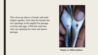 CULTURABLE FISH SPECIES IN PAKISTAN.pptx