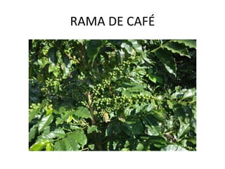 RAMA DE CAFÉ 