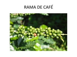 RAMA DE CAFÉ 