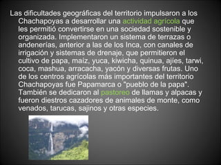 Las dificultades geográficas del territorio impulsaron a los Chachapoyas a desarrollar una  actividad agrícola  que les permitió convertirse en una sociedad sostenible y organizada. Implementaron un sistema de terrazas o andenerías, anterior a las de los Inca, con canales de irrigación y sistemas de drenaje, que permitieron el cultivo de papa, maíz, yuca, kiwicha, quinua, ajíes, tarwi, coca, mashua, arracacha, yacón y diversas frutas. Uno de los centros agrícolas más importantes del territorio Chachapoyas fue Papamarca o "pueblo de la papa". También se dedicaron al  pastoreo  de llamas y alpacas y fueron diestros cazadores de animales de monte, como venados, tarucas, sajinos y otras especies. 