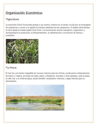 Organización Económica:
*Agricultura:
La economía Chimú funcionaba gracias a sus centros urbanos en el campo (rural) que se encargaban
de recepcionar y enviar a la capital los tributos obtenidos de los campesinos. El estado administraba
el reino desde la ciudad capital Chan-Chan. Los funcionarios chimús manejaron, organizaron y
monopolizaron la producción, el almacenamiento, la redistribución y el consumo de bienes y
productos.
*La Pesca:
El mar fue una fuente inagotable de recursos marinos para los chimús, construyeron embarcaciones
de totora y madera, provistas de redes, pesos y flotadores, anzuelos y otros aparejos, para la pesca
en alta mar y en orilla de playa, donde también recolectaron mariscos y algas marinas para su
alimentación.
 