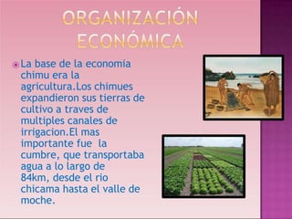 ⦿La base de la economia
chimu era la
agricultura.Los chimues
expandieron sus tierras de
cultivo a traves de
multiples canales de
irrigacion.El mas
importante fue la
cumbre, que transportaba
agua a lo largo de
84km, desde el rio
chicama hasta el valle de
moche.
 