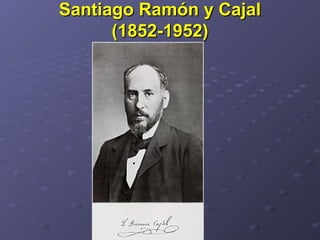 Santiago Ramón y CajalSantiago Ramón y Cajal
(1852-1952)(1852-1952)
 