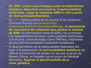 En 1954, realizó unos trabajos sobre la fosforilaciónEn 1954, realizó unos trabajos sobre la fosforilación
oxidativa, descubrió una enzima, la polinucleótidooxidativa, descubrió una enzima, la polinucleótido
fosforilasa, capaz de sintetizar ARNfosforilasa, capaz de sintetizar ARN in vitroin vitro a partira partir
de ribonucleosidodifosfatos.de ribonucleosidodifosfatos.
EnEn 19551955 Ochoa publicó en elOchoa publicó en el Journal of the AmericanJournal of the American
Chemical SocietyChemical Society concon la bioquímicala bioquímica
francorrusa Marianne Grunberg-Managofrancorrusa Marianne Grunberg-Manago,, el aislamientoel aislamiento
de una enzima del colibacilo que cataliza la síntesisde una enzima del colibacilo que cataliza la síntesis
de ARNde ARN, el intermediario entre el ADN y las proteínas., el intermediario entre el ADN y las proteínas.
Los descubridores llamaron «polinucleótido-fosforilasa»Los descubridores llamaron «polinucleótido-fosforilasa»
a la enzima, conocida luego como PNPasa, tratándosea la enzima, conocida luego como PNPasa, tratándose
de una polirribonucleótido nucleotidil-transferasa.de una polirribonucleótido nucleotidil-transferasa.
El descubrimiento de la polinucleótido fosforilasa dioEl descubrimiento de la polinucleótido fosforilasa dio
lugar a la preparación delugar a la preparación de polinucleótidos sintéticospolinucleótidos sintéticos dede
distinta composición de bases con los que el grupo dedistinta composición de bases con los que el grupo de
Severo Ochoa, en paralelo con el grupo de MarshallSevero Ochoa, en paralelo con el grupo de Marshall
Nirenberg,Nirenberg, llegaron al desciframiento de lallegaron al desciframiento de la
clave genéticaclave genética..
 