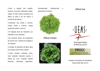 • Faça a rotação com repolho,
cenoura, couve-flor, beterraba e feijão-
vagem. E evitar cultivos sucessivos de
alface na área a fim de reduzir a
ocorrência de doença.
• Cultivares: lisa (verão e inverno),
crespa (verão e inverno), crespa
repolhuda (verão e inverno).
• A irrigação deve ser freqüente, por
infiltração ou por aspersão.
• Os canteiros devem ser preparados
de acordo com o sistema de irrigação a
ser utilizado.
• Cuidado na aplicação de água: água
em excesso pode matar a planta.
• Tratos culturais: cobertura morta,
fazer desbaste deixando apenas 1
planta por cova. Controlar plantas
daninhas, herbicidas registrados:
fenoxapropetil, fluazifop-butil e
glufosinato de amônio.
Alface crespa
Alface lisa
Unidade Universitária de Cassilândia
Rodovia MS 306, Km 6.4
 