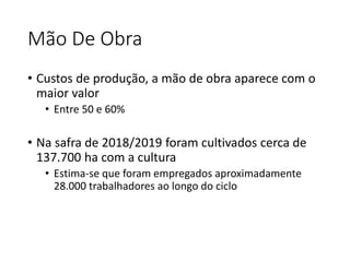 Mão De Obra
• Custos de produção, a mão de obra aparece com o
maior valor
• Entre 50 e 60%
• Na safra de 2018/2019 foram cultivados cerca de
137.700 ha com a cultura
• Estima-se que foram empregados aproximadamente
28.000 trabalhadores ao longo do ciclo
 