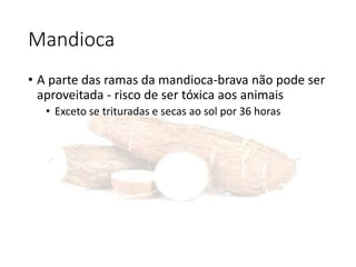 Mandioca
• A parte das ramas da mandioca-brava não pode ser
aproveitada - risco de ser tóxica aos animais
• Exceto se trituradas e secas ao sol por 36 horas
 