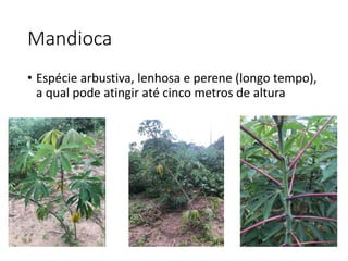 Mandioca
• Espécie arbustiva, lenhosa e perene (longo tempo),
a qual pode atingir até cinco metros de altura
 