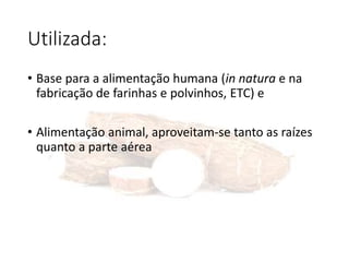 Utilizada:
• Base para a alimentação humana (in natura e na
fabricação de farinhas e polvinhos, ETC) e
• Alimentação animal, aproveitam-se tanto as raízes
quanto a parte aérea
 
