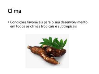 Clima
• Condições favoráveis para o seu desenvolvimento
em todos os climas tropicais e subtropicais
 