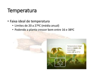 Temperatura
• Faixa ideal de temperatura
• Limites de 20 a 27ºC (média anual)
• Podendo a planta crescer bem entre 16 e 38ºC
 