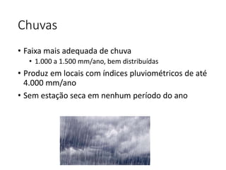Chuvas
• Faixa mais adequada de chuva
• 1.000 a 1.500 mm/ano, bem distribuídas
• Produz em locais com índices pluviométricos de até
4.000 mm/ano
• Sem estação seca em nenhum período do ano
 