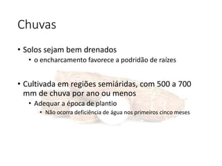 Chuvas
• Solos sejam bem drenados
• o encharcamento favorece a podridão de raízes
• Cultivada em regiões semiáridas, com 500 a 700
mm de chuva por ano ou menos
• Adequar a época de plantio
• Não ocorra deficiência de água nos primeiros cinco meses
 