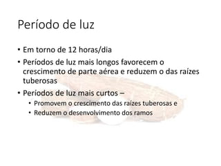 Período de luz
• Em torno de 12 horas/dia
• Períodos de luz mais longos favorecem o
crescimento de parte aérea e reduzem o das raízes
tuberosas
• Períodos de luz mais curtos –
• Promovem o crescimento das raízes tuberosas e
• Reduzem o desenvolvimento dos ramos
 