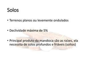 Solos
• Terrenos planos ou levemente ondulados
• Declividade máxima de 5%
• Principal produto da mandioca são as raízes, ela
necessita de solos profundos e friáveis (soltos)
 