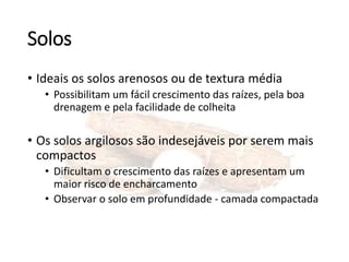 Solos
• Ideais os solos arenosos ou de textura média
• Possibilitam um fácil crescimento das raízes, pela boa
drenagem e pela facilidade de colheita
• Os solos argilosos são indesejáveis por serem mais
compactos
• Dificultam o crescimento das raízes e apresentam um
maior risco de encharcamento
• Observar o solo em profundidade - camada compactada
 