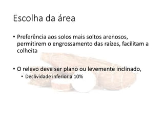 Escolha da área
• Preferência aos solos mais soltos arenosos,
permitirem o engrossamento das raízes, facilitam a
colheita
• O relevo deve ser plano ou levemente inclinado,
• Declividade inferior a 10%
 
