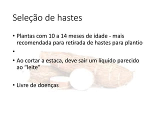 Seleção de hastes
• Plantas com 10 a 14 meses de idade - mais
recomendada para retirada de hastes para plantio
•
• Ao cortar a estaca, deve sair um líquido parecido
ao “leite”
• Livre de doenças
 