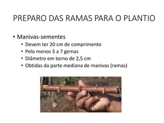 PREPARO DAS RAMAS PARA O PLANTIO
• Manivas-sementes
• Devem ter 20 cm de comprimento
• Pelo menos 5 a 7 gemas
• Diâmetro em torno de 2,5 cm
• Obtidas da parte mediana de manivas (ramas)
 