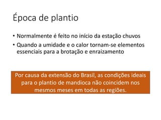 Época de plantio
• Normalmente é feito no início da estação chuvos
• Quando a umidade e o calor tornam-se elementos
essenciais para a brotação e enraizamento
Por causa da extensão do Brasil, as condições ideais
para o plantio de mandioca não coincidem nos
mesmos meses em todas as regiões.
 