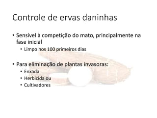 Controle de ervas daninhas
• Sensível à competição do mato, principalmente na
fase inicial
• Limpo nos 100 primeiros dias
• Para eliminação de plantas invasoras:
• Enxada
• Herbicida ou
• Cultivadores
 