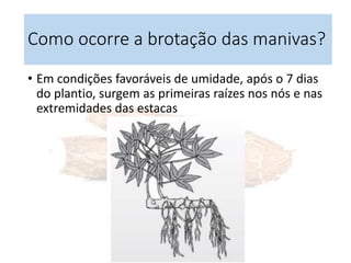 Como ocorre a brotação das manivas?
• Em condições favoráveis de umidade, após o 7 dias
do plantio, surgem as primeiras raízes nos nós e nas
extremidades das estacas
 