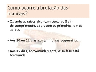 Como ocorre a brotação das
manivas?
• Quando as raízes alcançam cerca de 8 cm
de comprimento, aparecem os primeiros ramos
aéreos
• Aos 10 ou 12 dias, surgem folhas pequeninas
• Aos 15 dias, aproximadamente, essa fase está
terminada
 