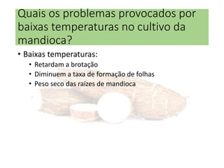 Quais os problemas provocados por
baixas temperaturas no cultivo da
mandioca?
• Baixas temperaturas:
• Retardam a brotação
• Diminuem a taxa de formação de folhas
• Peso seco das raízes de mandioca
 