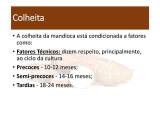 Colheita
• A colheita da mandioca está condicionada a fatores
como:
• Fatores Técnicos: dizem respeito, principalmente,
ao ciclo da cultura
• Precoces - 10-12 meses;
• Semi-precoces - 14-16 meses;
• Tardias - 18-24 meses.
 