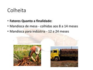 Colheita
• Fatores Quanto a finalidade:
• Mandioca de mesa - colhidas aos 8 a 14 meses
• Mandioca para indústria - 12 a 24 meses
 