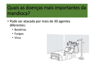 Quais as doenças mais importantes da
mandioca?
• Pode ser atacada por mais de 30 agentes
diferentes:
• Bactérias
• Fungos
• Vírus
 