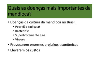• Doenças da cultura da mandioca no Brasil:
• Podridão-radicular
• Bacteriose
• Superbrotamento e as
• Viroses
• Provocarem enormes prejuízos econômicos
• Elevarem os custos
Quais as doenças mais importantes da
mandioca?
 