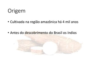 Origem
• Cultivada na região amazônica há 4 mil anos
• Antes do descobrimento do Brasil os índios
 