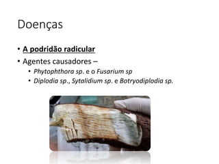 Doenças
• A podridão radicular
• Agentes causadores –
• Phytophthora sp. e o Fusarium sp
• Diplodia sp., Sytalidium sp. e Botryodiplodia sp.
 