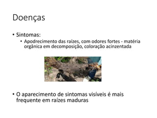 Doenças
• Sintomas:
• Apodrecimento das raízes, com odores fortes - matéria
orgânica em decomposição, coloração acinzentada
• O aparecimento de sintomas visíveis é mais
frequente em raízes maduras
 