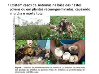 • Existem casos de sintomas na base das hastes
jovens ou em plantas recém-germinadas, causando
murcha e morte total
 